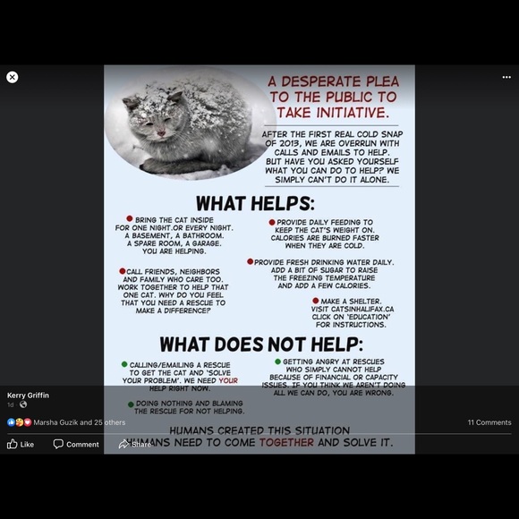 So many unwanted unloved kittens left to starve! - Picture 2 of 4